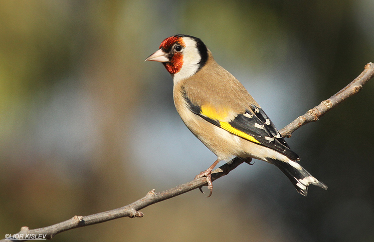 European Goldfinch Carduelis carduelis ,Meitzar,  Golan ,Israel, 22-12-13. Lior Kislev